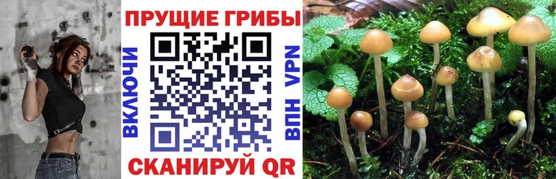 как найти закладки  Братск  Галлюциногенные грибы мухоморы 
